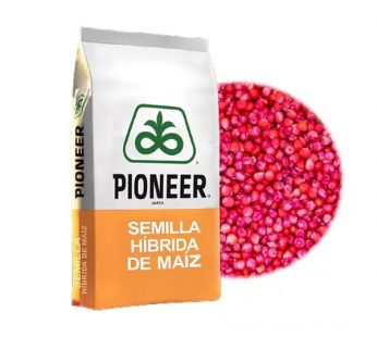 MAIZ PIONEER 30F35R * 60 MIL